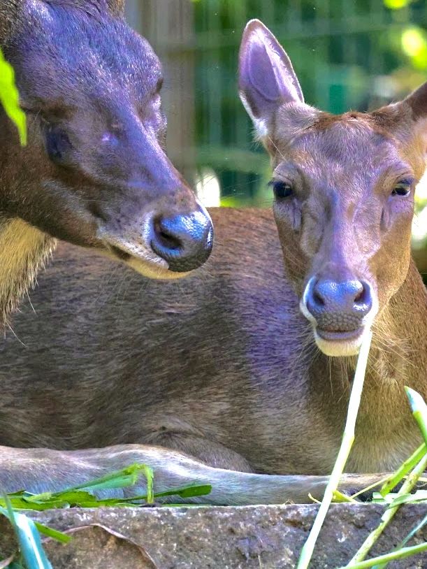 Lok Kawi Wildlife Park