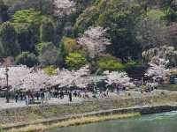 🌸京都嵐山渡月橋：櫻花盛開，春日京都的象徵