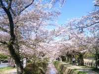 🌸「京都哲學之道，春天賞花好去處」🌸