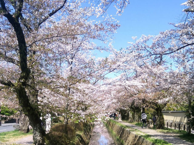 🌸「京都哲學之道，春天賞花好去處」🌸