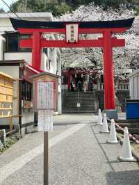 【嚴島神社/神奈川県】インパクトある桜がお出迎え