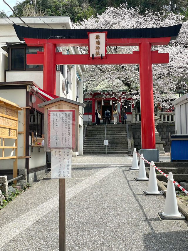 【嚴島神社/神奈川県】インパクトある桜がお出迎え