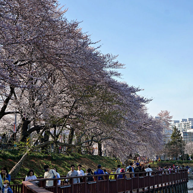 🌸군산벚꽃여행