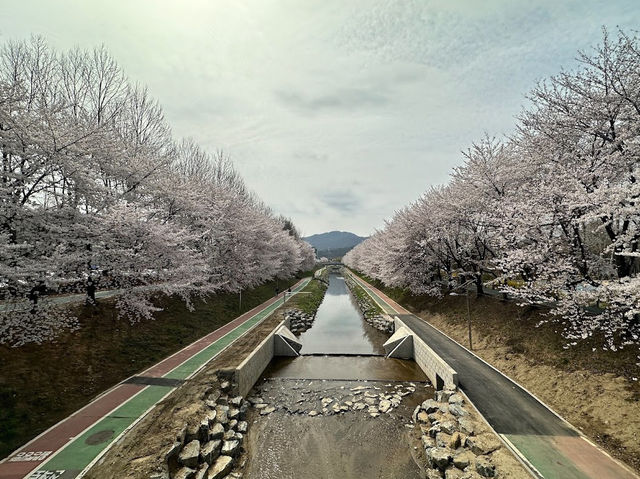 Yangjaevheom Stream filled with Cherry Blossom
