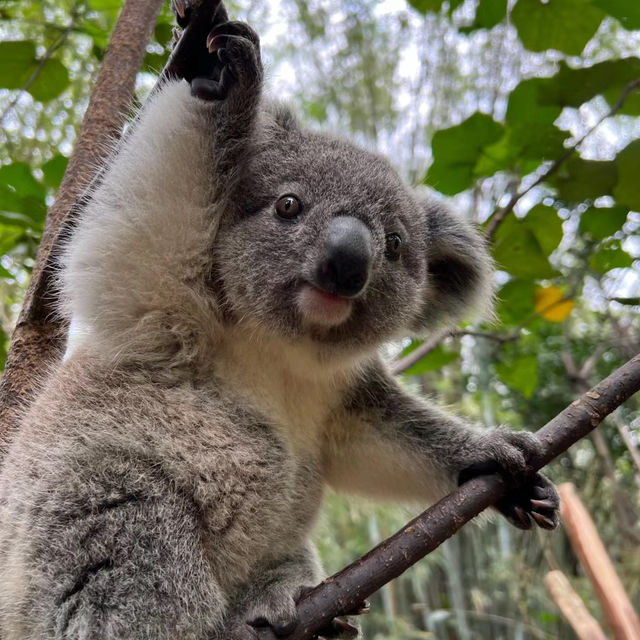 富士野生動物園：近距離與友善動物互動，感受大自然之美