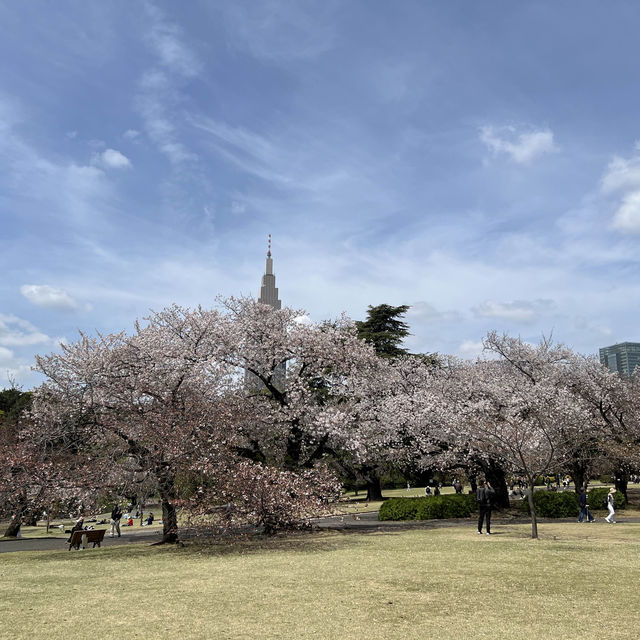新宿御苑 | 東京市中心的綠洲秘境 🌸