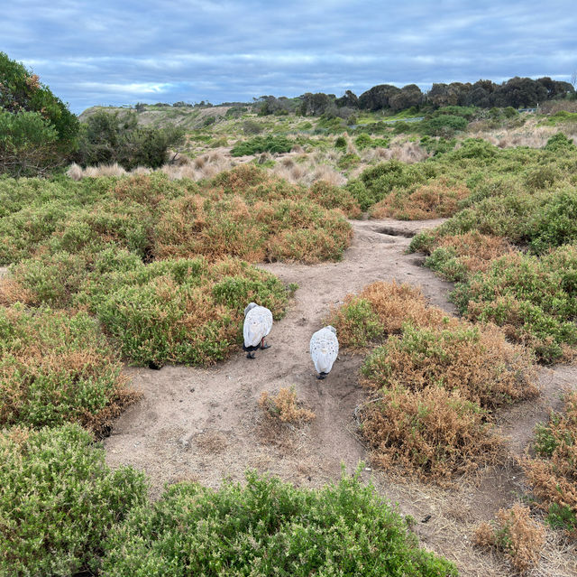 Phillip island day trip