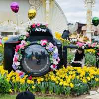 💐Everland Tulip Festival 🇰🇷