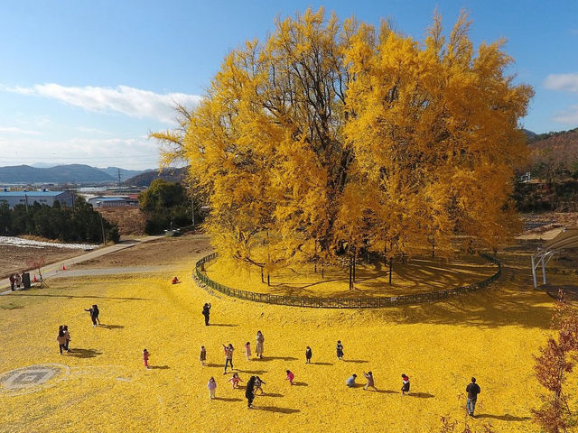 The Ginkgo tree in South Korea Gangwon Province