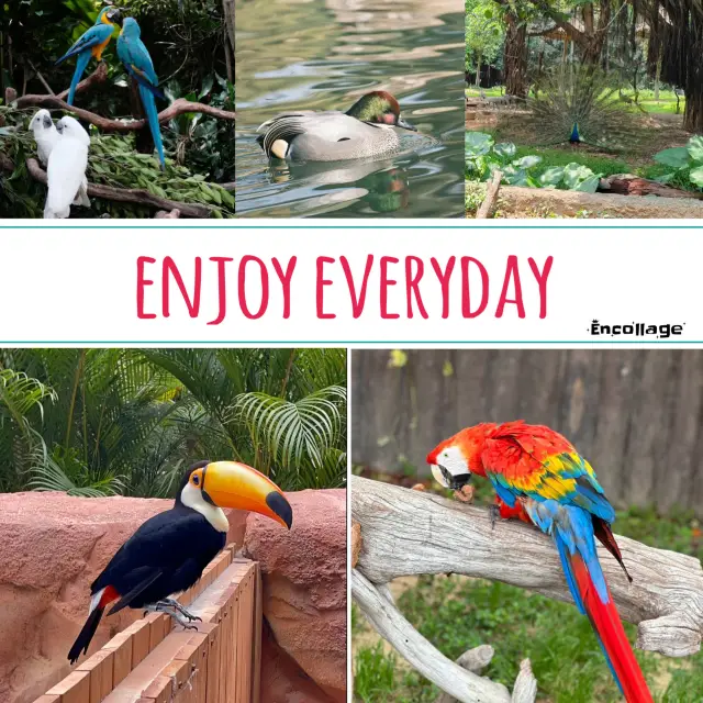 Singapore Bird Park: A Spectacular Haven for Close Encounters with Rare Birds!