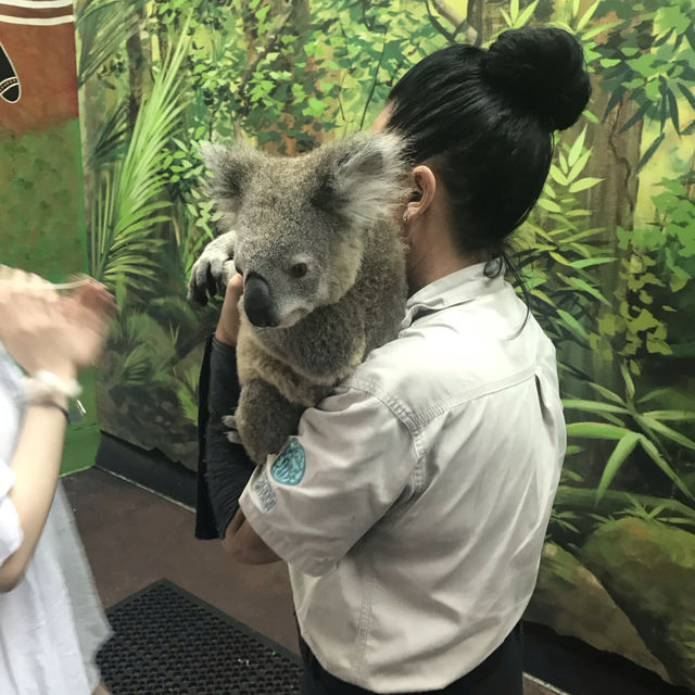 🇦🇺 코알라 안아보기