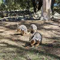 Cleland Wildlife Park