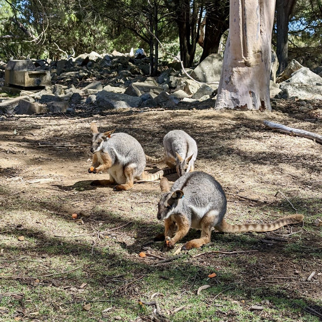 Cleland Wildlife Park