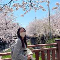전국에서 가장 유명한 벚꽃축제 군항제🌸