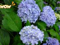 【東京近郊】‼️繡球花5月29日盛開見頃活動開始‼️@鎌倉長谷寺，六月必遊景點！
