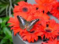 Butterfly Garden