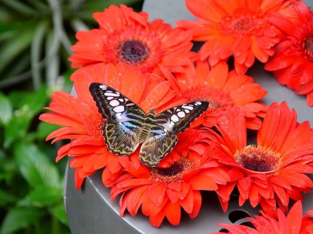 Butterfly Garden