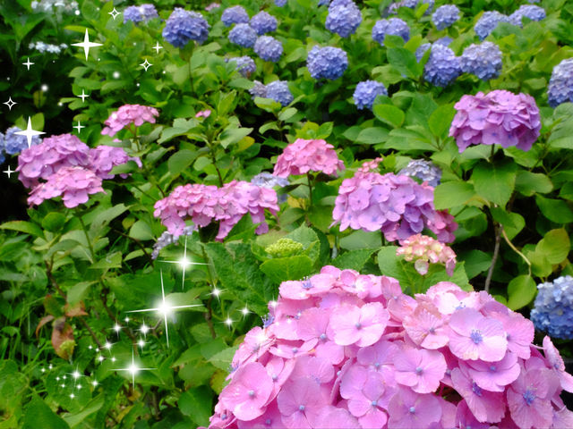 【東京近郊】‼️5月29日開始繡球花盛開見頃活動(2) ‼️ @鎌倉長谷寺，六月必遊景點！