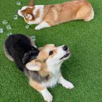 Corg and Koff
