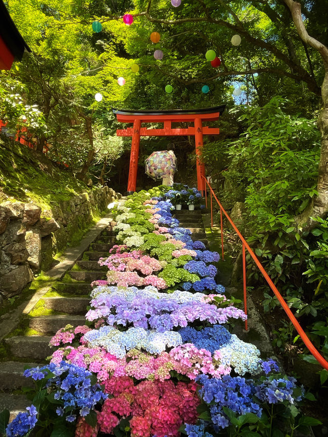 絶対行きたくなる❣️京都の映え紫陽花スポット☺️💠💐