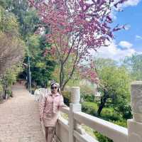 Discover the Magic of Lijiang's Black Dragon Pool