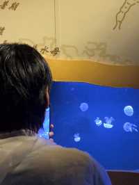 พาท่องอาณาจักรแมงกะพรุน ที่ sea jelly spectacular🪼
