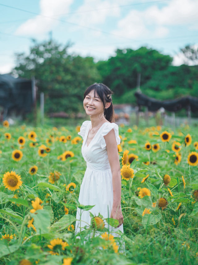 太陽花真係影極都唔厭🥰