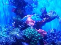 AQWA The Aquarium Of Western Australia