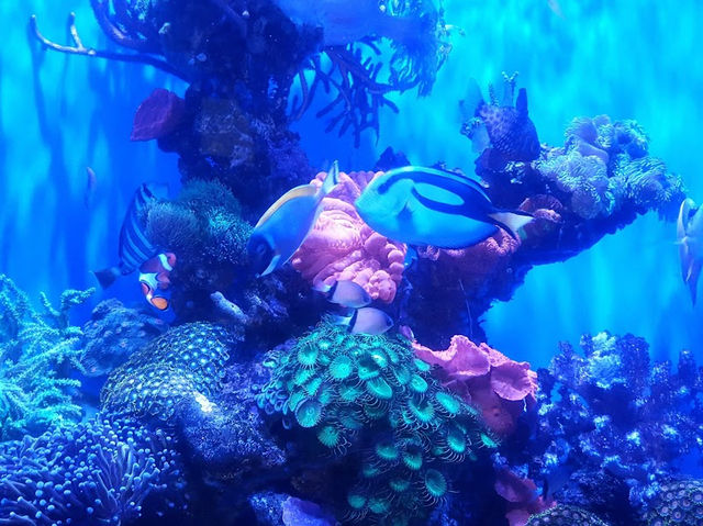 AQWA The Aquarium Of Western Australia