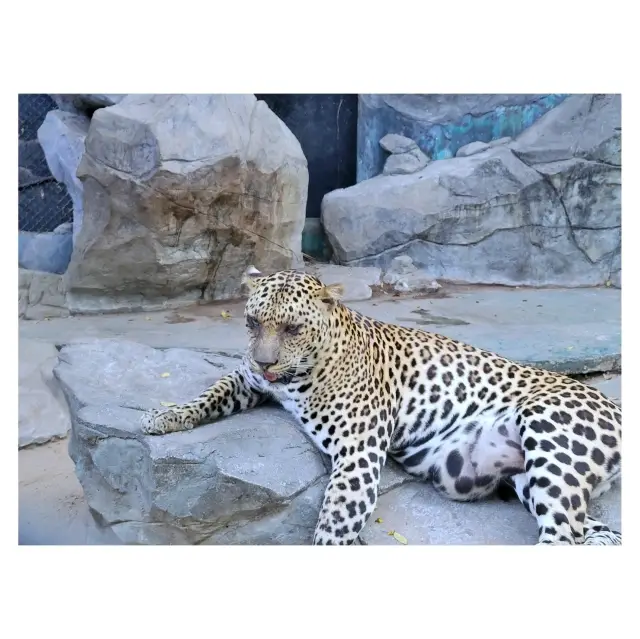 曼谷Safari World野生動物園：近距離觀察動物、海洋表演