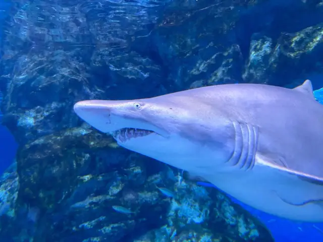 韓國|首爾最大 「COEX水族館 」