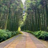 제주여행🏝️ 삼나무 숲길이 멋진 절물 휴양림🌲🌲🌲