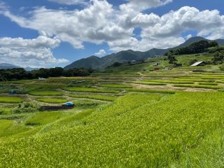 「姨捨棚田」：一片綠悠悠