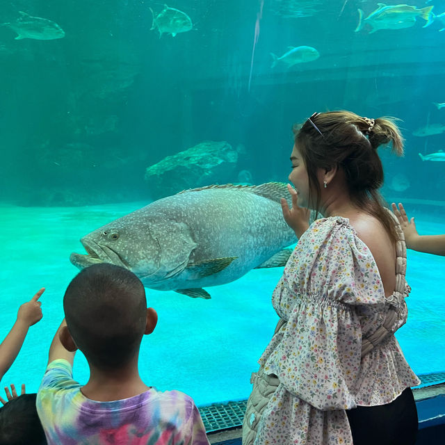 🪼อควาเรียมบางแสน 🐟ศูนย์เรียนรู้โลกใต้ทะเล🐡