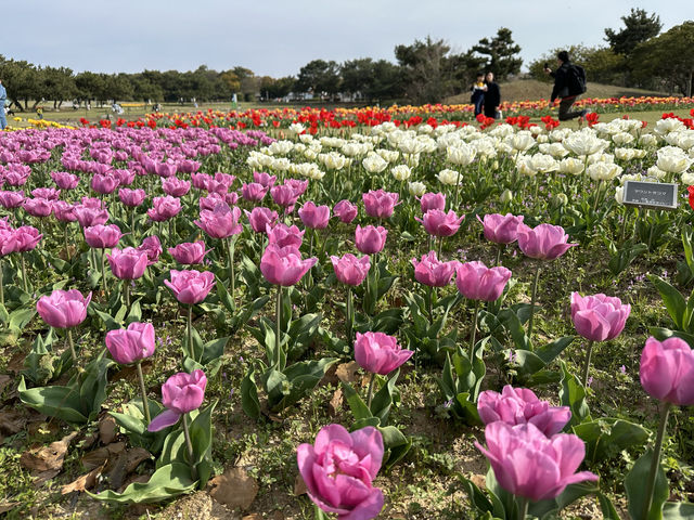 🇯🇵 福岡🌸 粉紅櫻花和藍色花的完美組合 💙💗