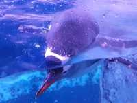 Sea Life Bangkok Ocean World สยามพารากอน