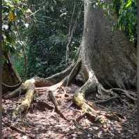 Into the Wild: Uncover the Mysteries of Taman Negara, Pahang