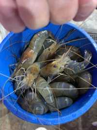 Kodtalay seafood buffet 活抓蝦蟹吃到🤮!!!