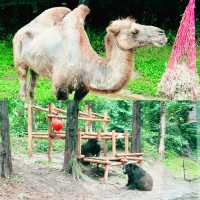 愛寶樂園：野生動物體驗