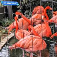 日本東京-大人小孩都喜歡的動物明星：上野動物園