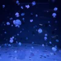 京都水族館がリニューアルしてクラゲ好きにはたまらないスポットに！！