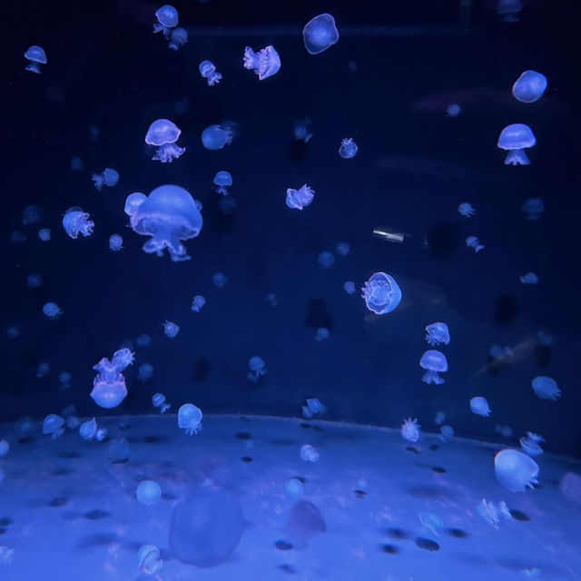 京都水族館がリニューアルしてクラゲ好きにはたまらないスポットに！！