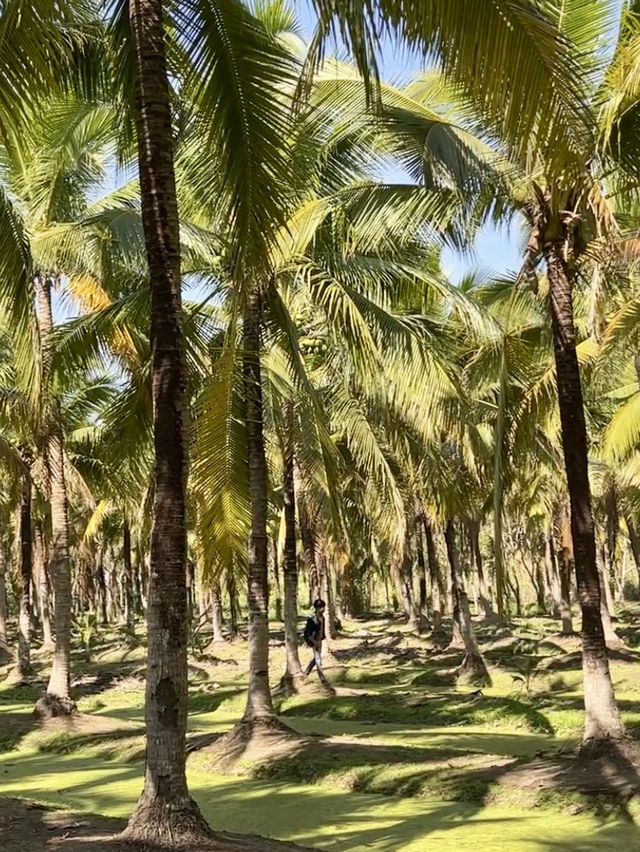이런 숲 본적있어? 태국 코코아나무 숲🌴