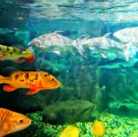 🇲🇾 Underwater Wonders: Exploring Aquaria KLCC