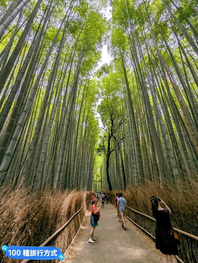 日本京都-參天竹林密境的嵐山之美