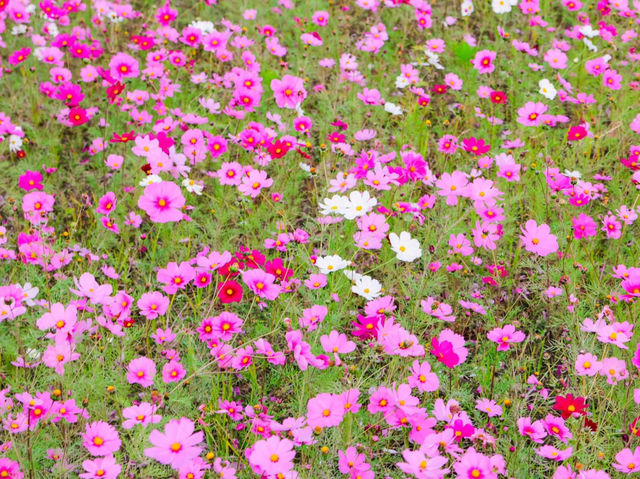 岩脇地區波斯菊花田