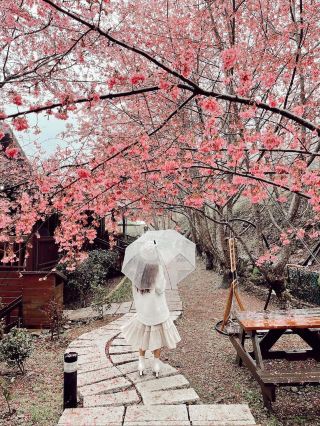 Taiwan's Taoyuan Lala Mountain Flower Viewing Secret Spot 'Lala Mountain Maple Villa'