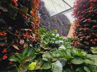 Flowers blooming at Flora Park, Cameron Highlands