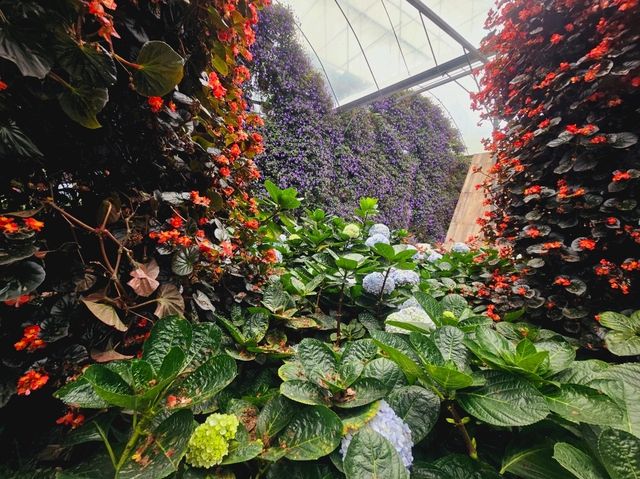 Flowers blooming at Flora Park, Cameron Highlands