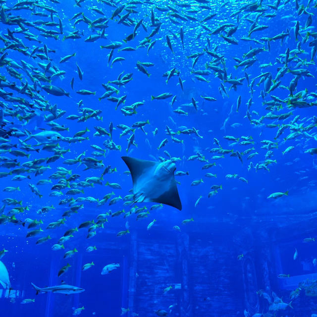 DMM Kariyushi水族館～迷人海洋世界